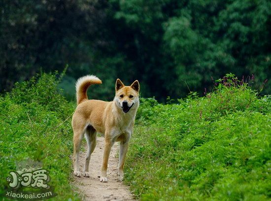 老年中華田園犬怎么養(yǎng) 老年中華田園犬喂養(yǎng)知識1