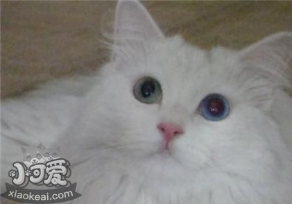 山東獅子貓白內障如何治療 貓咪白內障癥狀