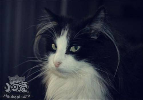 山東獅子貓得了貓瘟怎么治療 貓瘟治療方法