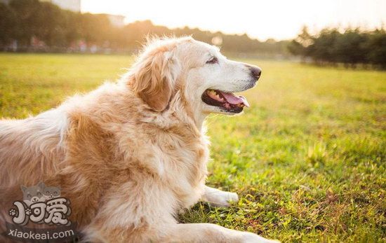 拉布拉多扁桃體發(fā)炎怎么辦 拉布拉多扁桃體發(fā)炎治療方法1