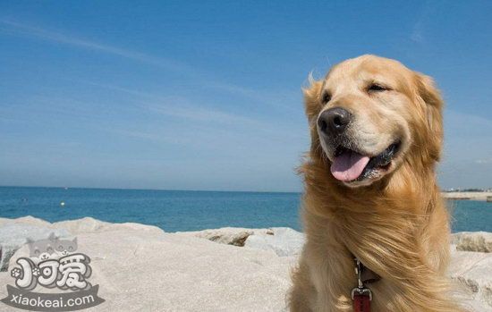 拉布拉多怎么學(xué)游泳 拉布拉多游泳學(xué)習(xí)技巧1