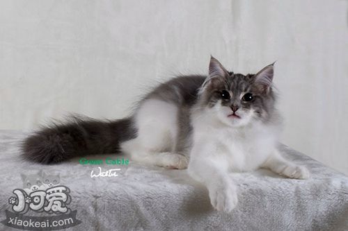 西伯利亞貓腎衰怎么辦 貓咪腎衰原因介紹