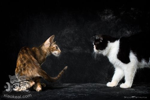 東方短毛貓怎么治療貓瘟 東方短毛貓貓瘟治療方法