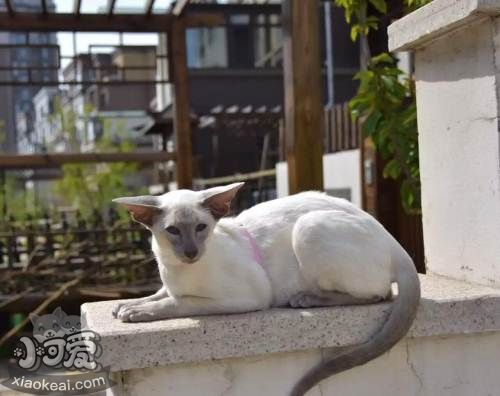 東方短毛貓生病怎么照顧 學習照顧生病的貓咪