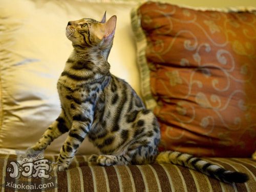 埃及貓感冒了吃什么藥 埃及貓感冒用藥介紹