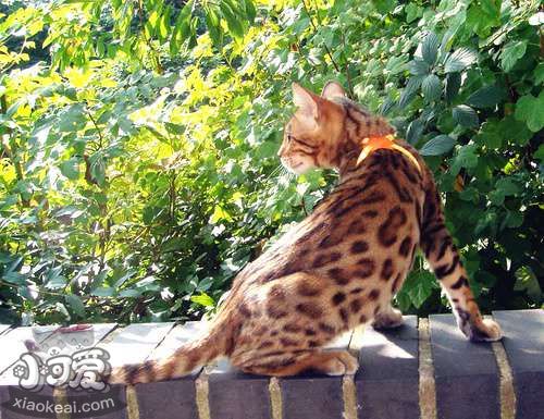 埃及貓身上有黑點怎么回事 貓咪身上有黑點解疑