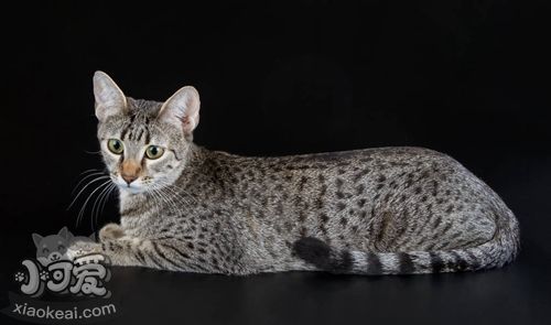 埃及貓視網(wǎng)膜炎原因有哪些 視網(wǎng)膜炎病因介紹