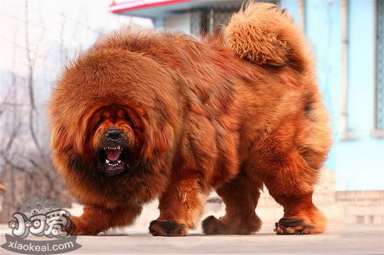 藏獒怎么養 藏獒養殖方法0