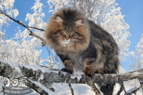 挪威森林貓咳嗽怎么辦 貓咪咳嗽治療措施