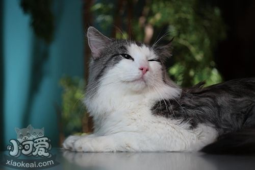 挪威森林貓血尿怎么辦 貓咪血尿解決辦法