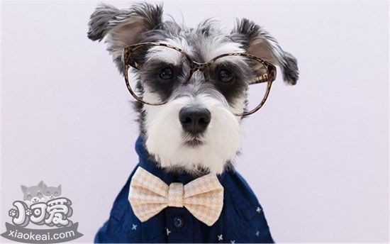 雪納瑞吃什么狗糧好 雪納瑞狗糧選擇推薦1