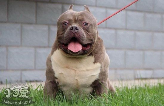 美國惡霸犬怎么刷牙?多久刷一次?惡霸犬口腔衛生護理方法1