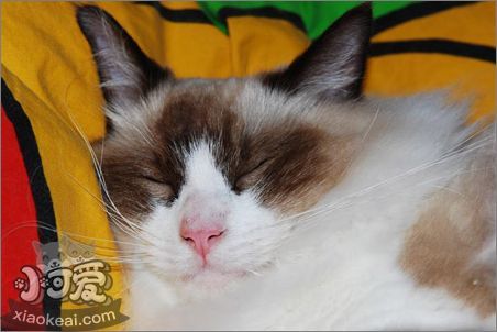 伯曼貓臍疝是什么 臍疝發病原因介紹