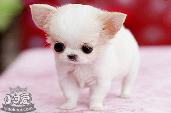 一個(gè)月茶杯犬怎么養(yǎng) 茶杯犬幼犬養(yǎng)殖注意事項(xiàng)1