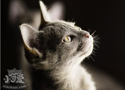 科拉特貓腎衰怎么辦 科拉特貓腎衰解決辦法