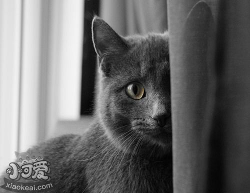 科拉特貓打噴嚏吃什么藥 科拉特貓打噴嚏解決辦法