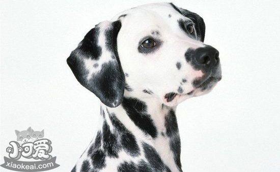 斑點狗缺鈣怎么補 大麥町犬補鈣方法