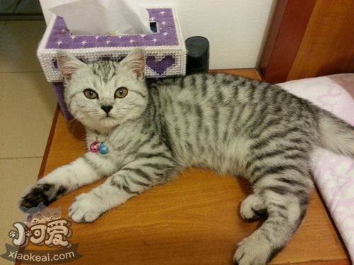 美國短尾貓睡覺抽搐怎么回事 美國短尾貓睡覺抽搐原因