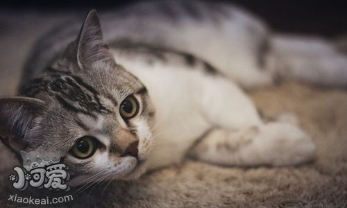 美國短尾貓嘔吐怎么辦 細心觀察嘔吐物找病因