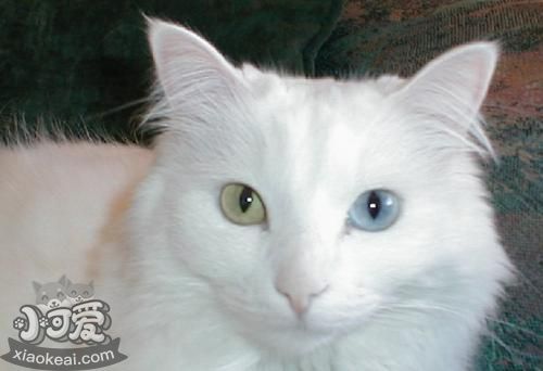 安哥拉貓失聰怎么辦 貓咪失聰原因介紹