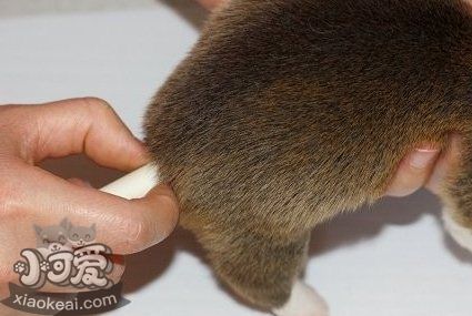 柯基怎么斷尾 柯基犬斷尾教程9