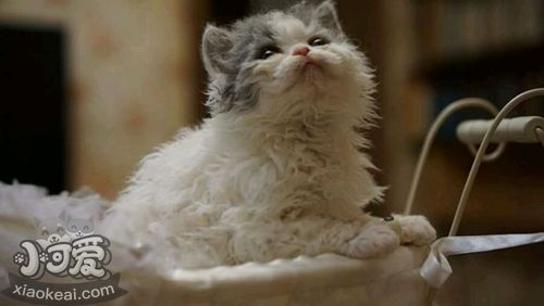 塞爾凱克卷毛貓干嘔怎么辦 幾種導致貓咪容易干嘔