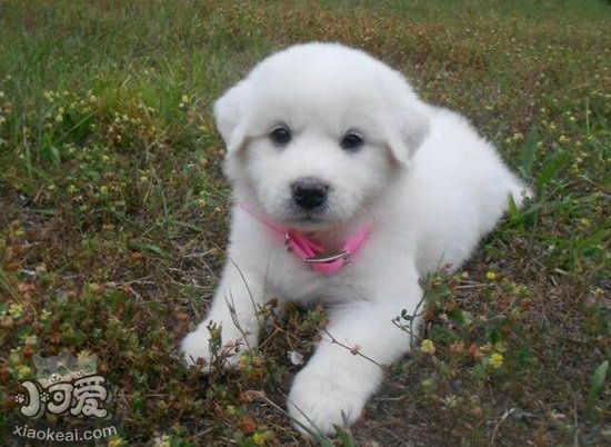 大白熊犬毛發怎么搭理 大白熊犬毛發梳理技巧1