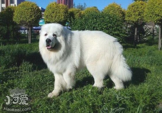 大白熊犬怎么養 大白熊犬喂養注意事項1