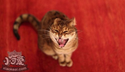 威爾斯貓怎么預防圓線蟲病 圓線蟲預防治療方法