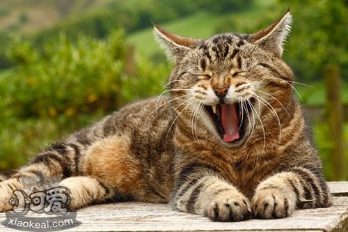 被威爾斯貓咬了怎么辦 威爾斯貓咬傷處理方法