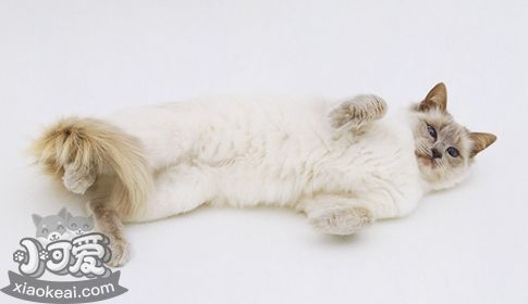 巴厘貓貓鼻支怎么治 貓鼻支治療方法介紹