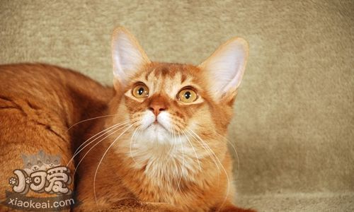 索馬里貓貓肥大細(xì)胞瘤怎么治療