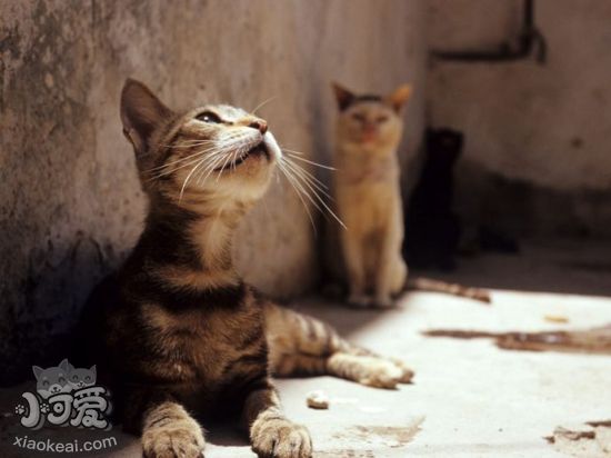 怎么治療索馬里貓幽門阻塞 幽門阻塞治療方法