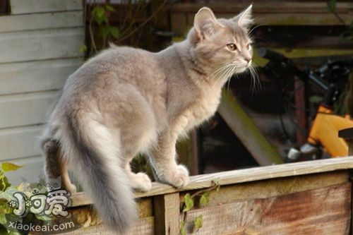 威爾斯貓干嘔怎么回事 威爾斯貓干嘔原因分析