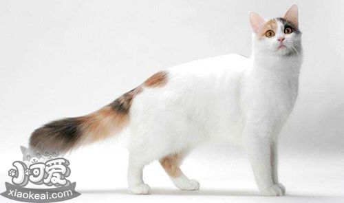 土耳其梵貓打噴嚏什么原因 土耳其梵貓打噴嚏原因