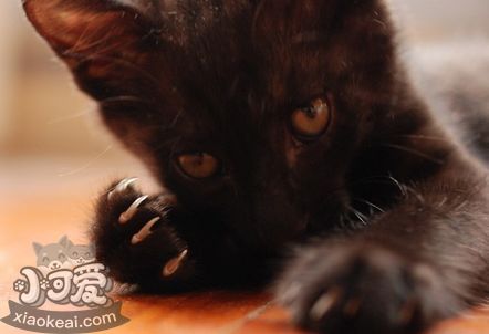 孟買貓便秘吃什么 孟買貓便秘飲食推薦