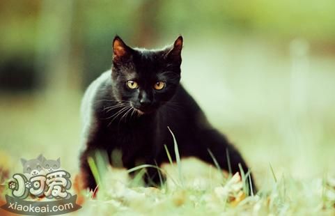 孟買貓癌癥有什么征兆 癌癥征兆介紹