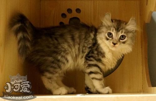 美國卷耳貓感冒吃什么藥 美國卷耳貓感冒用藥介紹