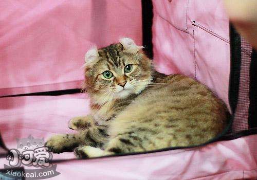 美國卷耳貓傳染性鼻氣管炎怎么治療