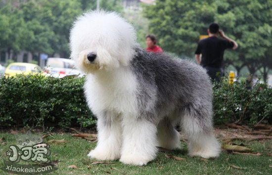 英國古代牧羊犬怎么護理 古牧日常護理內容