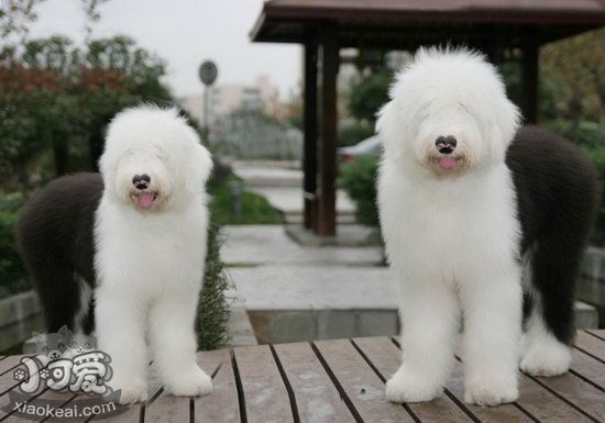 老年英國古代牧羊犬怎么照顧 老年古牧護理方法
