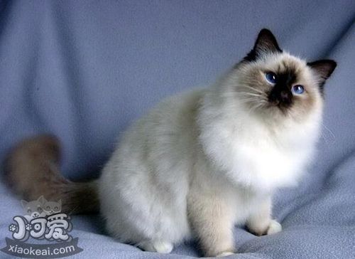 雪鞋貓脫肛如何治療 直腸脫治療方法