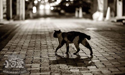 日本短尾貓尿頻怎么回事 日本短尾貓尿頻解決辦法