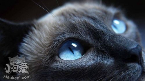 哈瓦那棕貓牙周炎怎么治療 哈瓦那貓牙周炎治療方法