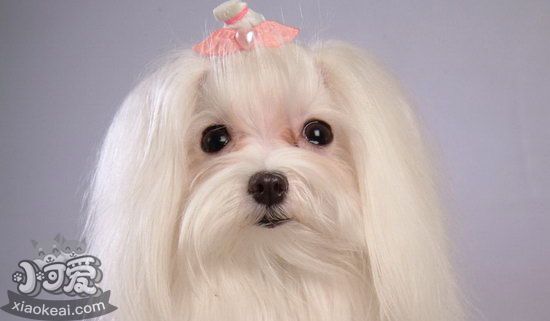 馬爾濟斯犬什么時候打疫苗 馬爾濟斯犬打疫苗時間介紹1