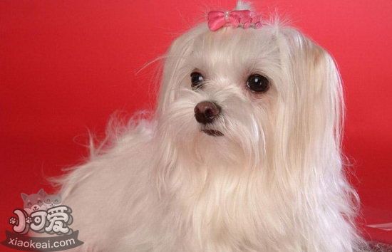 馬爾濟(jì)斯犬毛發(fā)怎么打理 馬爾濟(jì)斯犬毛發(fā)打理教程