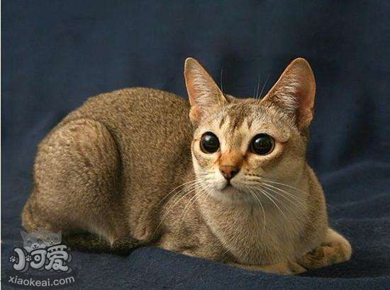 新加坡貓感冒如何治療 新加坡貓感冒治療方法