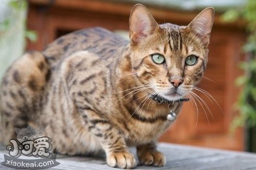 波米拉貓感染性腹瀉如何治 感染性腹瀉治療方法