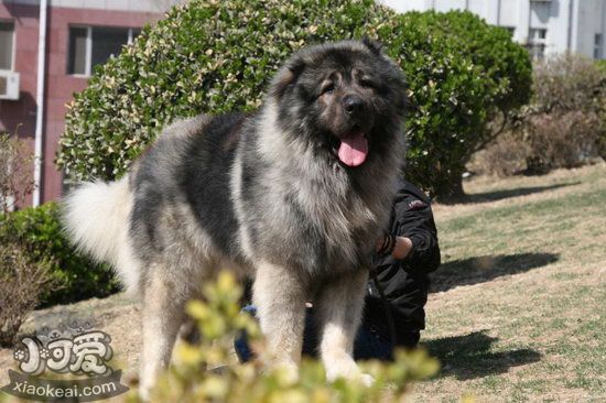 高加索犬毛發怎么打理 高加索犬毛發護理方法11