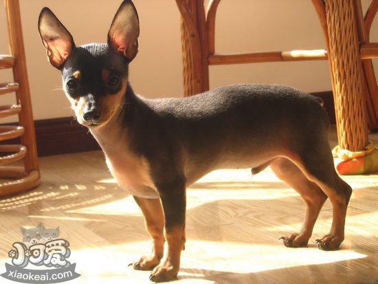 小鹿犬自制狗糧怎么做 迷你杜賓犬自制狗糧搭配推薦1